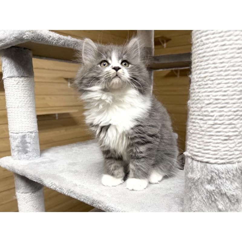 販売中の千葉県のサイベリアン-128792の9枚目