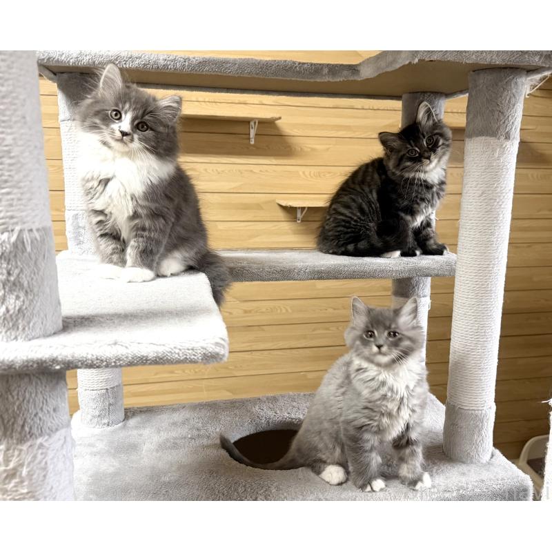 販売中の千葉県のサイベリアン-128792の8枚目