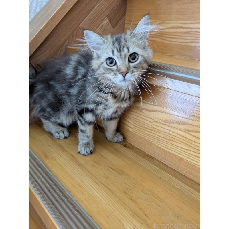 販売中の三重県のサイベリアン-130841の1枚目