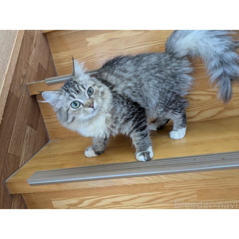 販売中の三重県のサイベリアン-130842