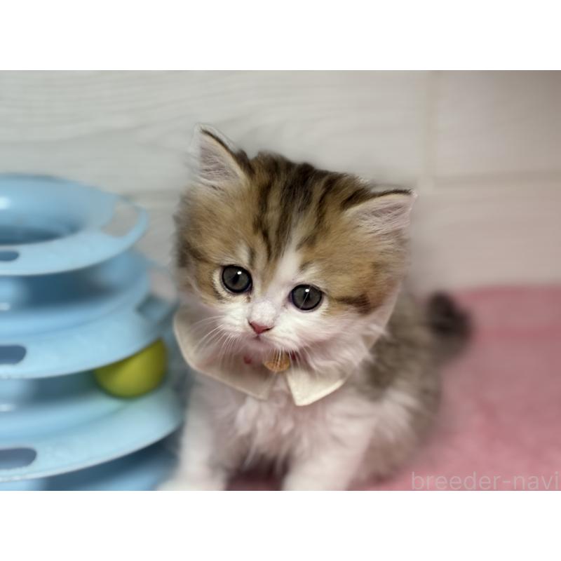 販売中の愛知県のミヌエット-129397の5枚目