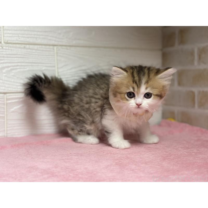 販売中の愛知県のミヌエット-129397の4枚目