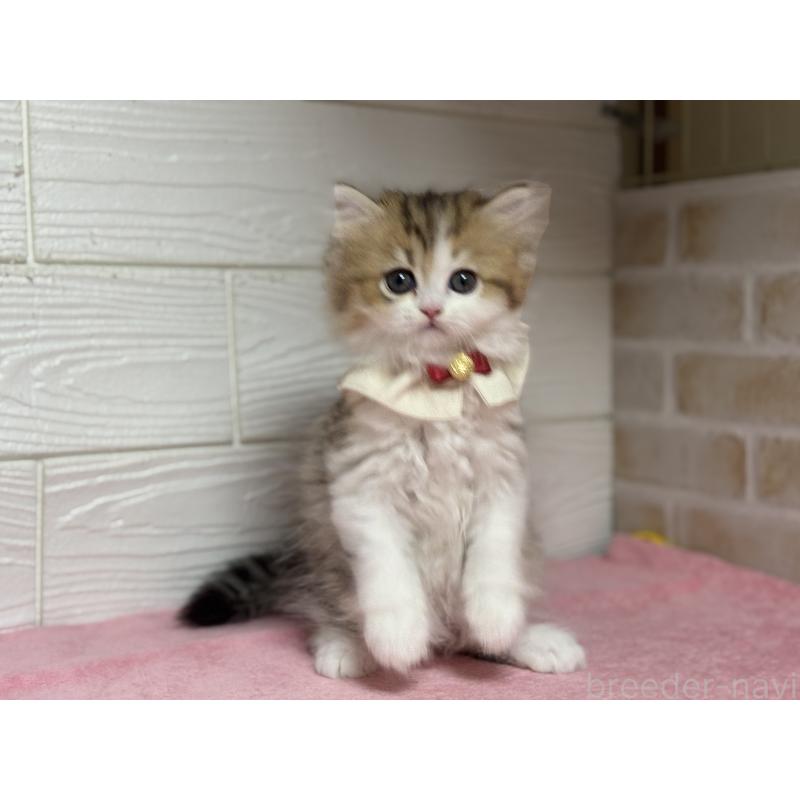 販売中の愛知県のミヌエット-129397の3枚目