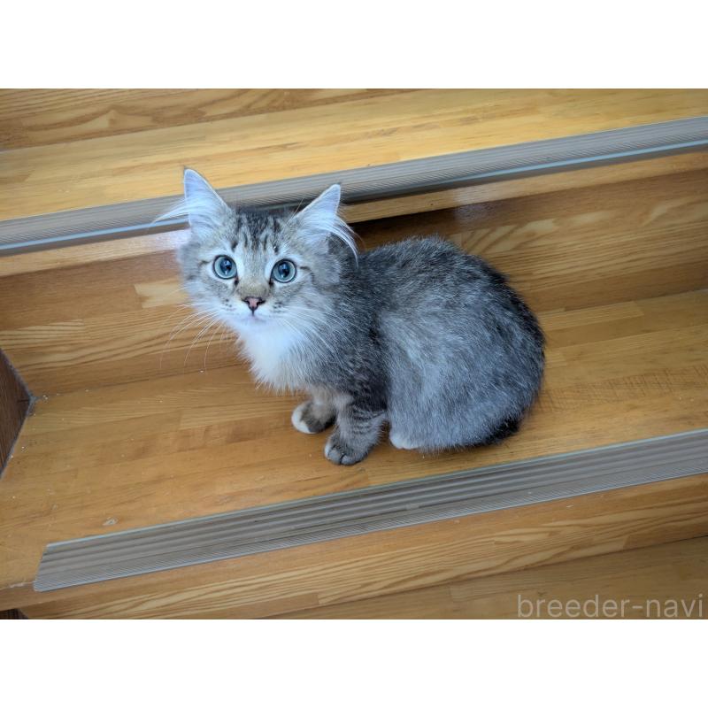 販売中の三重県のサイベリアン-130843