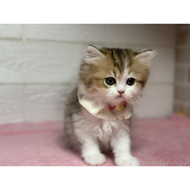 販売中の愛知県のミヌエット-129397の2枚目