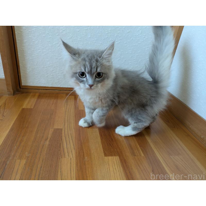 販売中の三重県のサイベリアン-130844