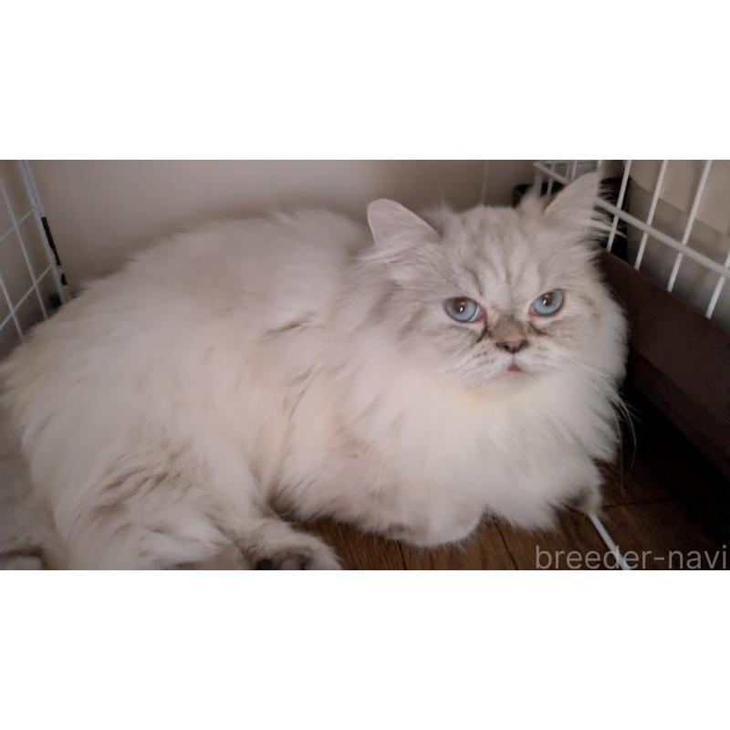 販売中の大阪府のミヌエット-127978の2枚目