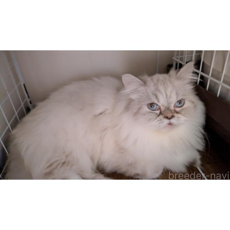 販売中の大阪府のミヌエット-127978