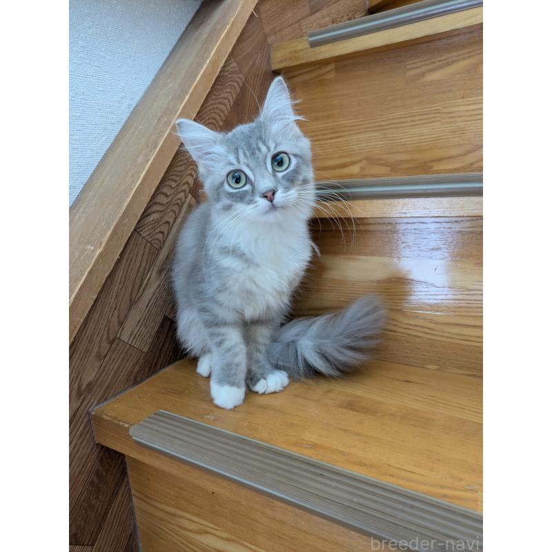 販売中の三重県のサイベリアン-130845