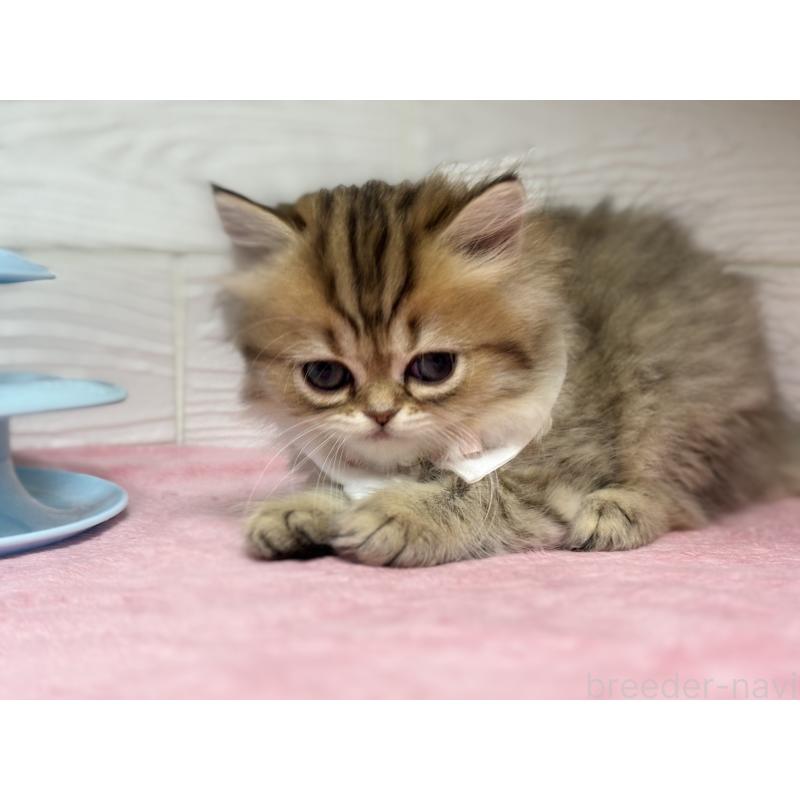 販売中の愛知県のミヌエット-129395の5枚目