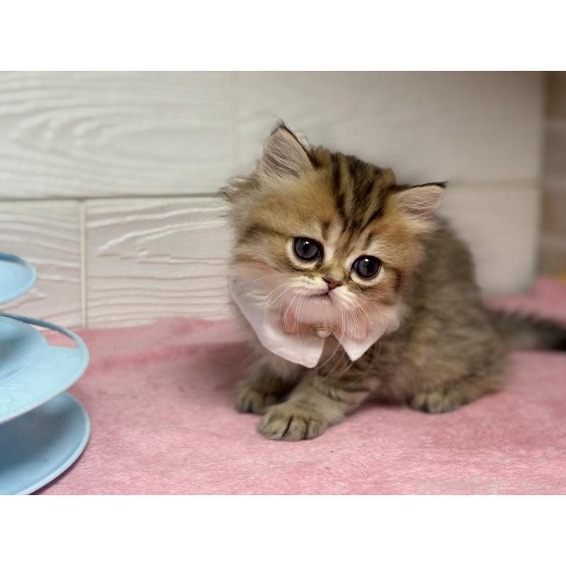 販売中の愛知県のミヌエット-129395の4枚目