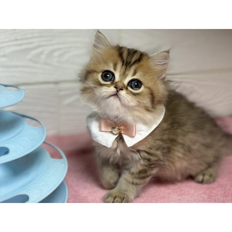 販売中の愛知県のミヌエット-129395の3枚目