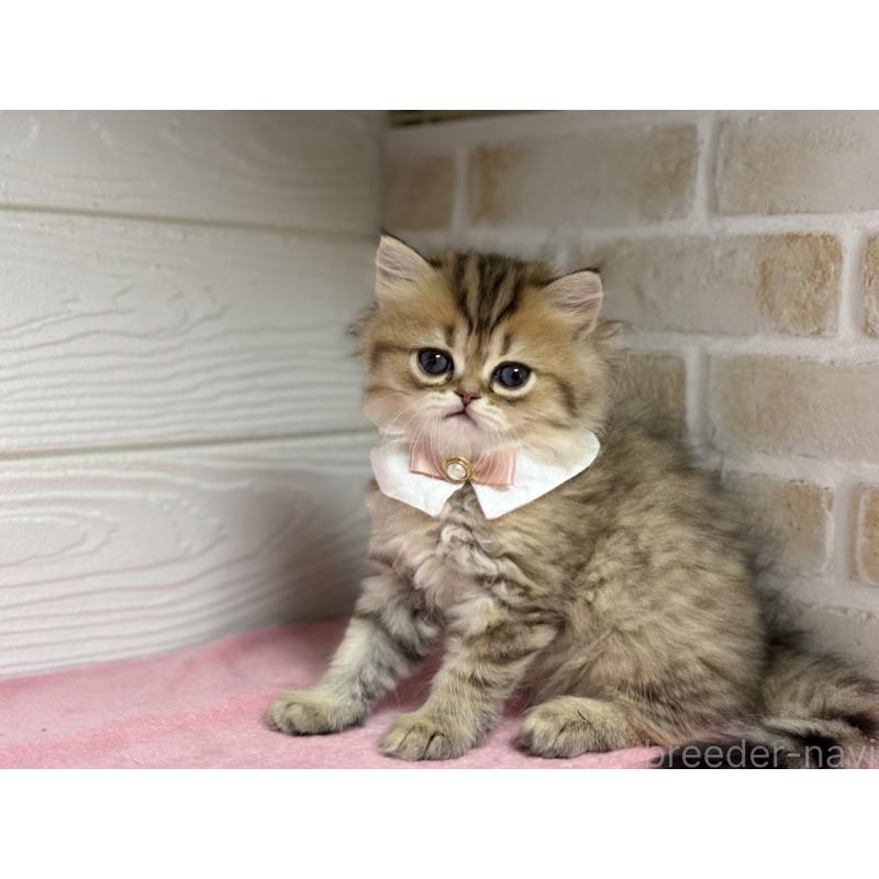 販売中の愛知県のミヌエット-129395の2枚目