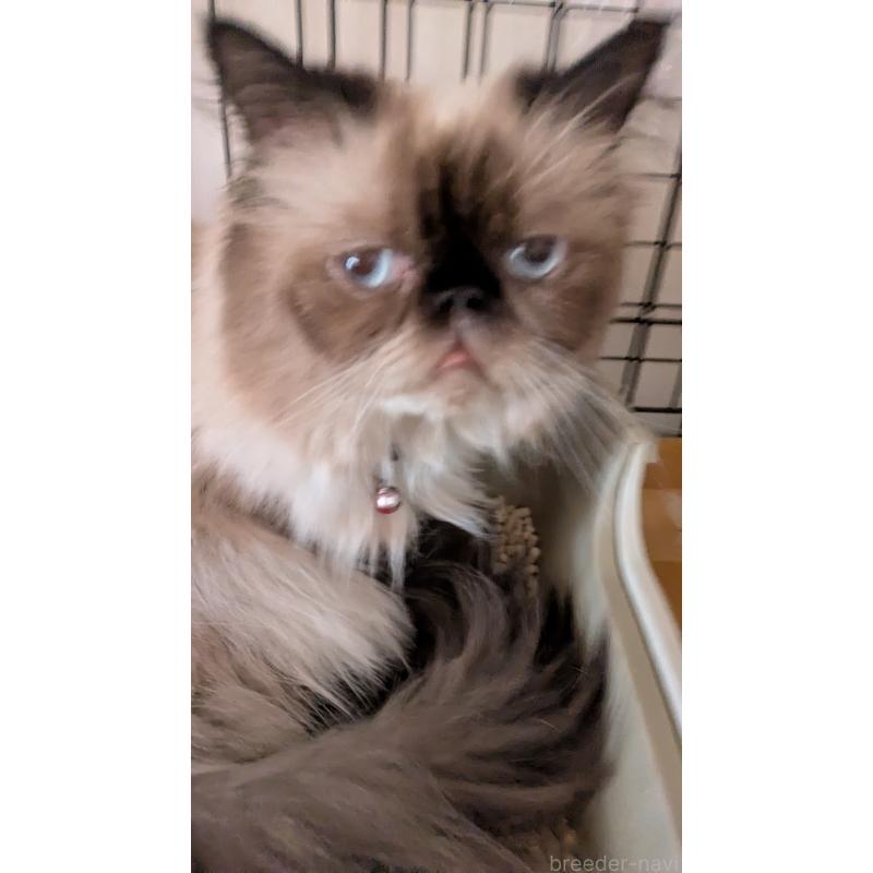 商談中の大阪府のヒマラヤン-91053の6枚目