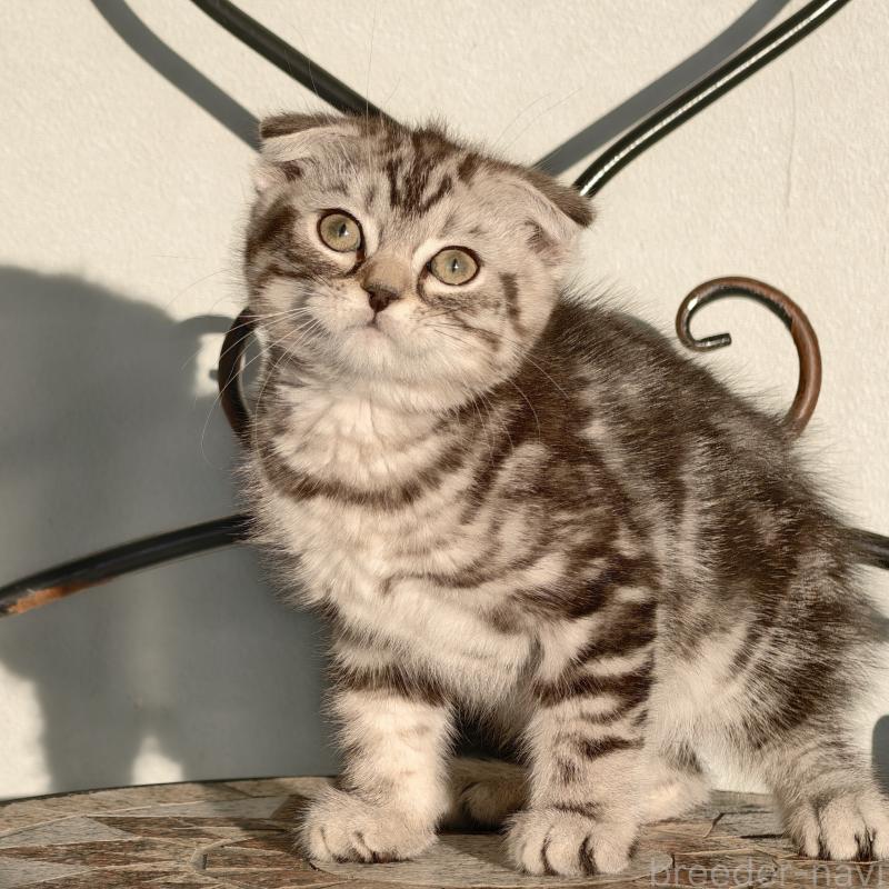 販売中の埼玉県のスコティッシュフォールド(折れ耳)-130846の6枚目