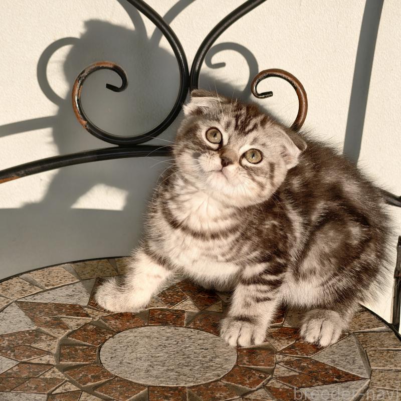 販売中の埼玉県のスコティッシュフォールド(折れ耳)-130846の3枚目