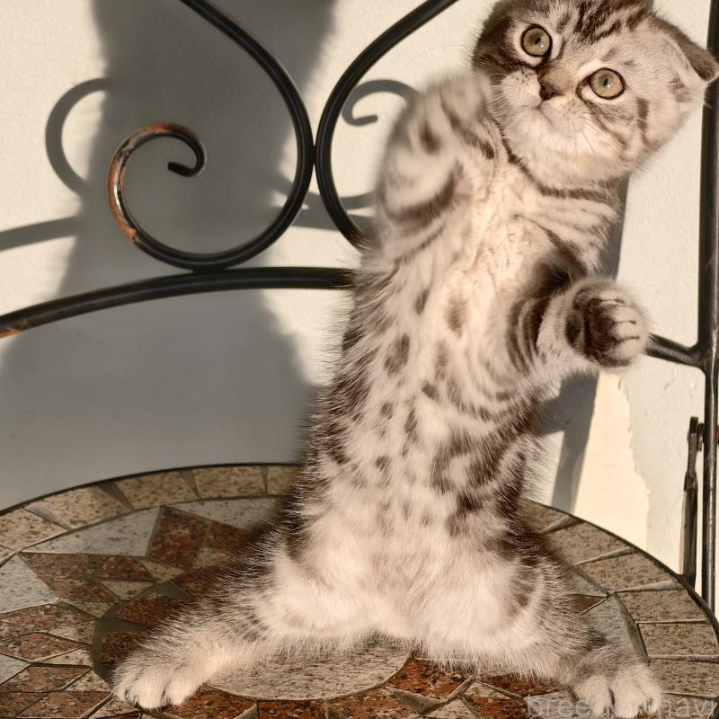 販売中の埼玉県のスコティッシュフォールド(折れ耳)-130846の2枚目