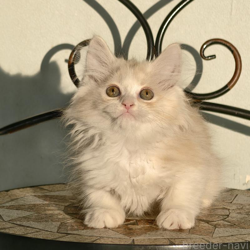 販売中の埼玉県のラガマフィン-130847の1枚目