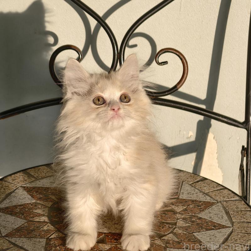 販売中の埼玉県のラガマフィン-130847の4枚目