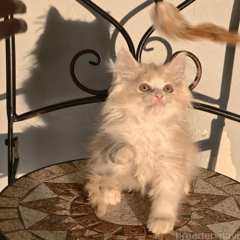 販売中の埼玉県のラガマフィン-130847の3枚目