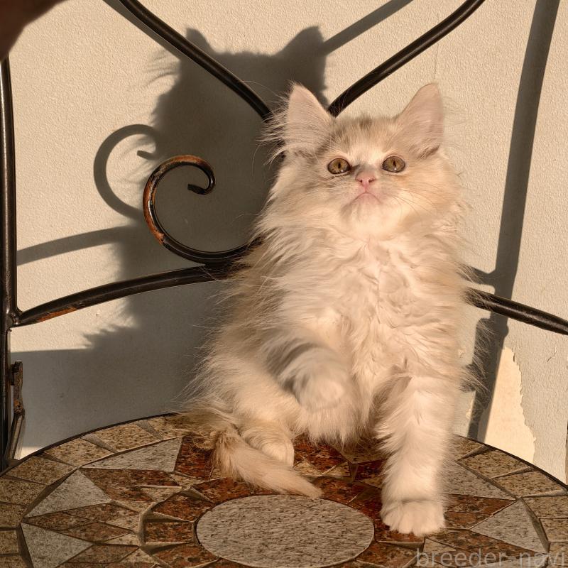 販売中の埼玉県のラガマフィン-130847の2枚目