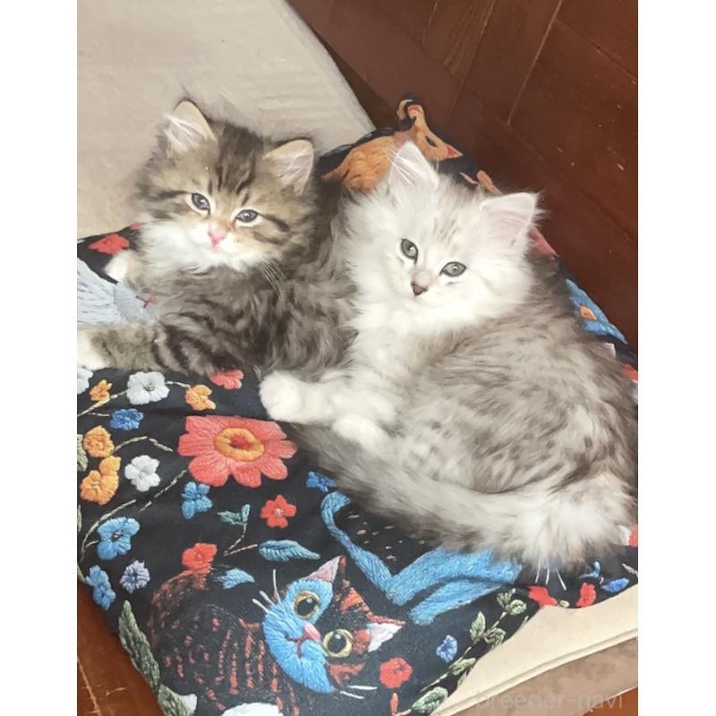 販売中の東京都のミックス-128097の4枚目