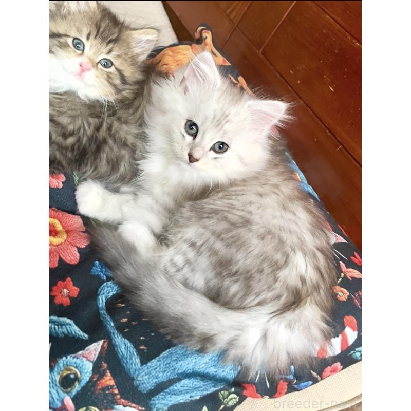 販売中の東京都のミックス-128097の3枚目