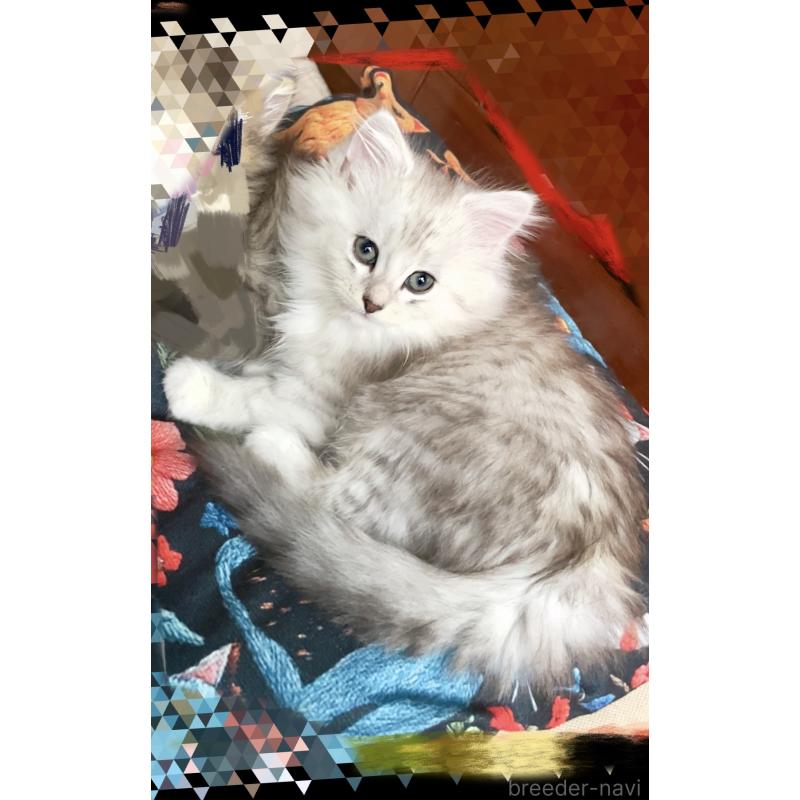 販売中の東京都のミックス-128097の2枚目