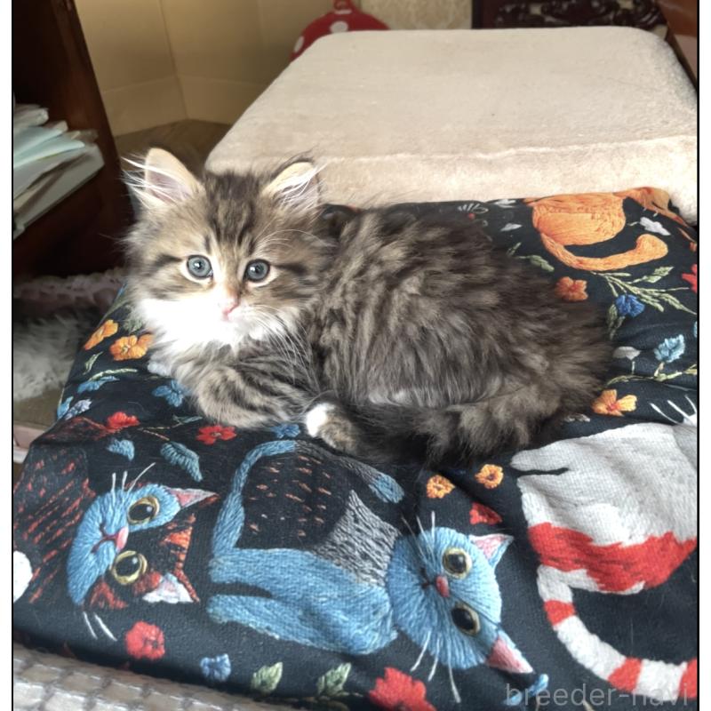 成約済の東京都のミックス-128098の4枚目