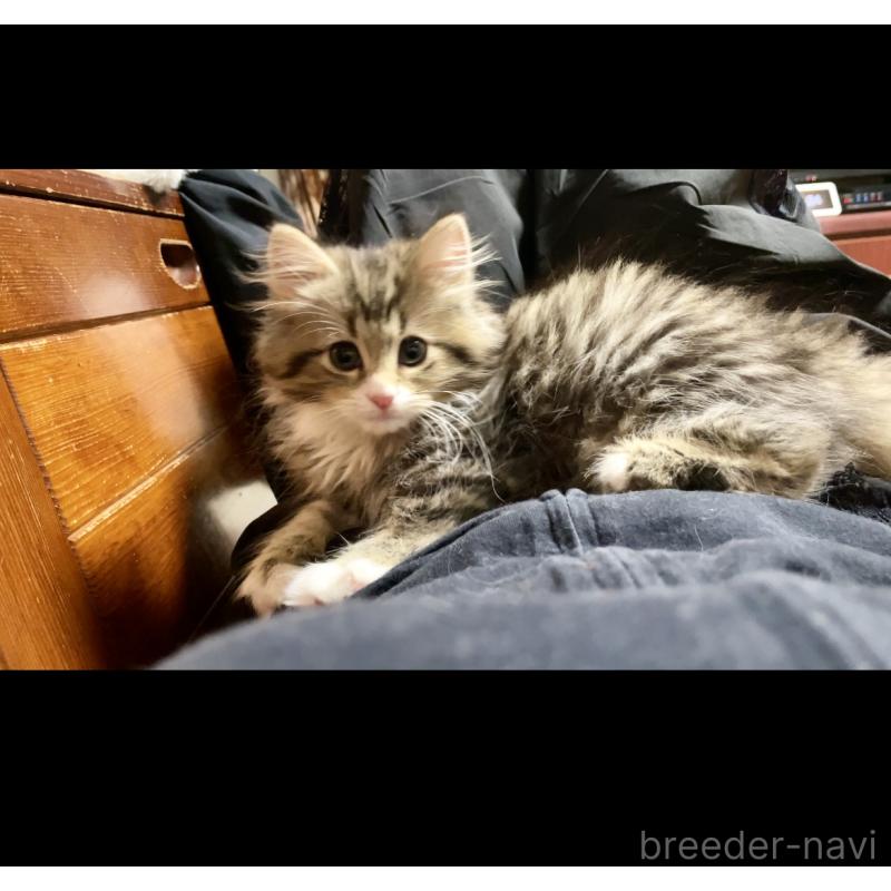 成約済の東京都のミックス-128098の3枚目