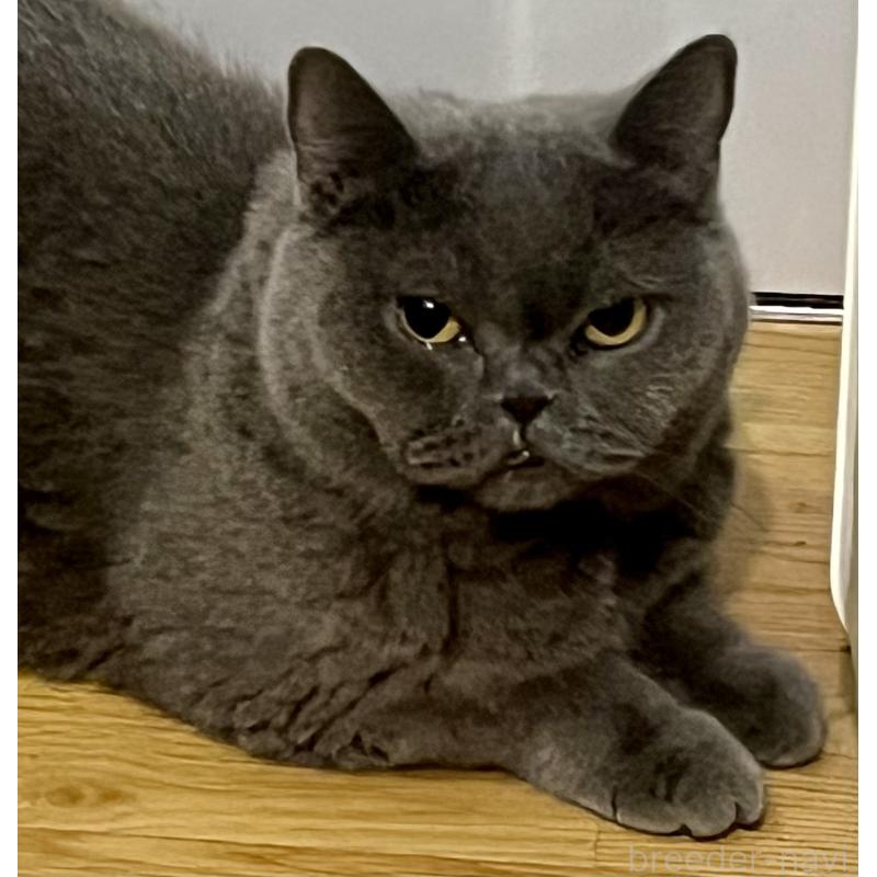 販売中の埼玉県のブリティッシュショートヘア-119377の2枚目