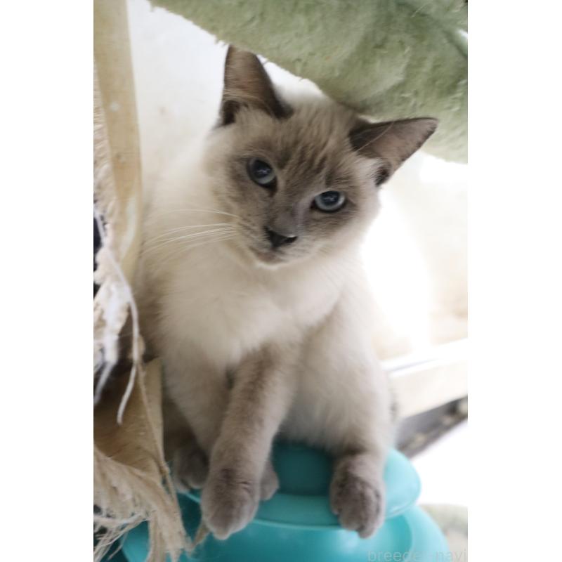 販売中の長野県のトイボブ-123009の4枚目