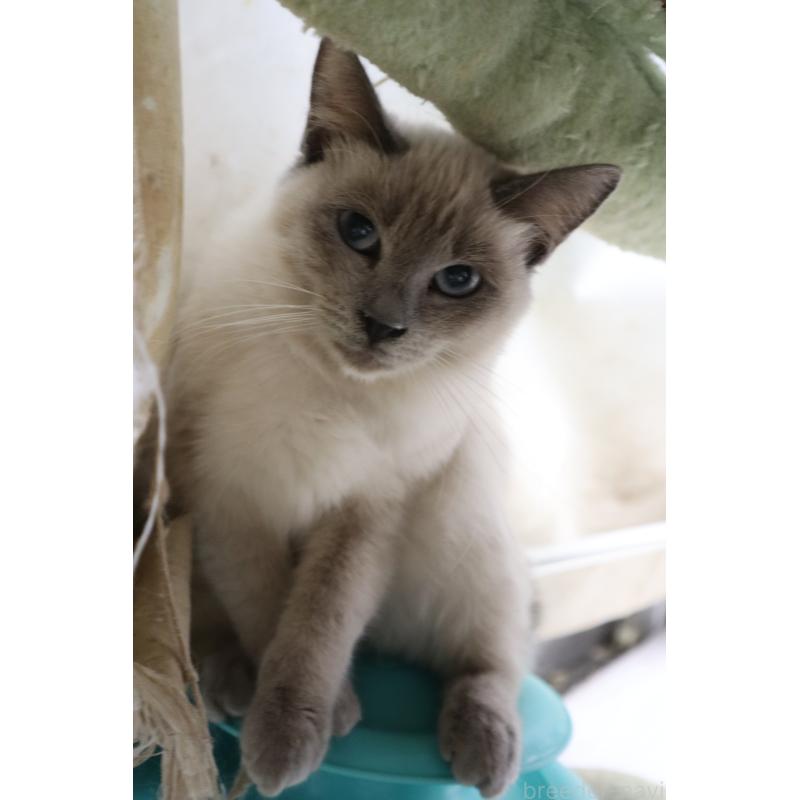 販売中の長野県のトイボブ-123009の3枚目