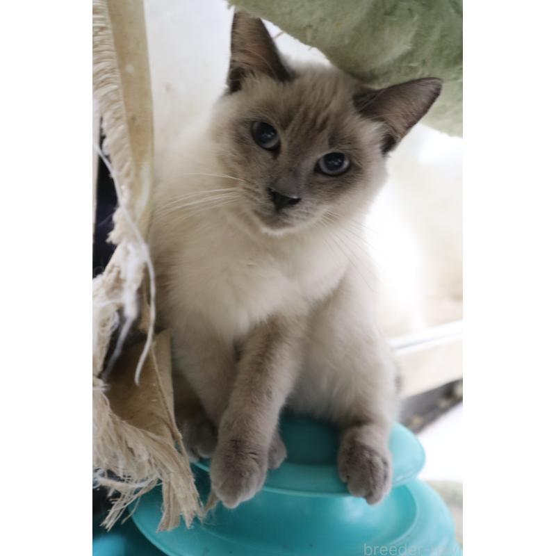 販売中ののトイボブ-123009