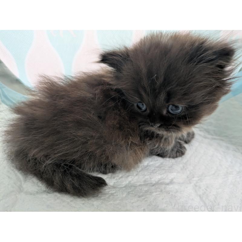 販売中の栃木県のミヌエット(短足)-130848の6枚目