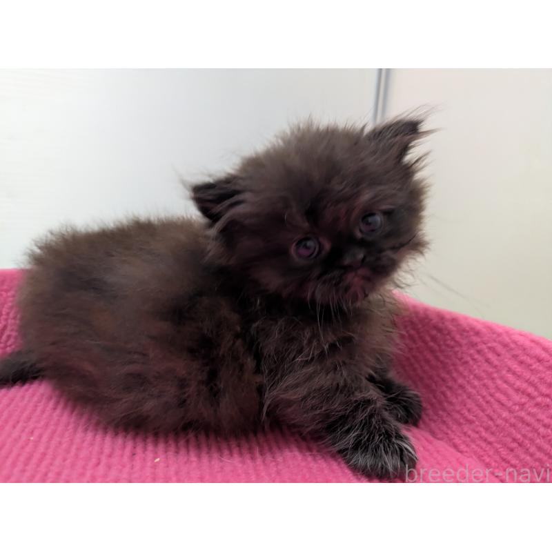 販売中の栃木県のミヌエット(短足)-130848の4枚目