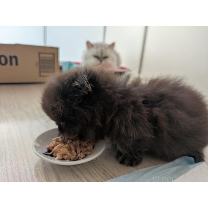 販売中の栃木県のミヌエット(短足)-130848の3枚目