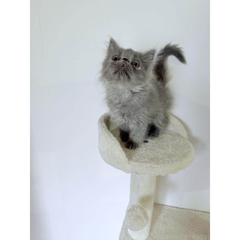 販売中の京都府のエキゾチックロングヘア-130627の4枚目