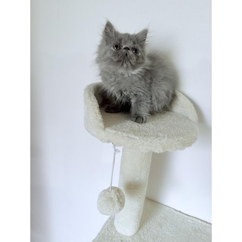 販売中の京都府のエキゾチックロングヘア-130627の3枚目