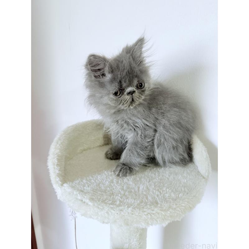 販売中の京都府のエキゾチックロングヘア-130627の2枚目