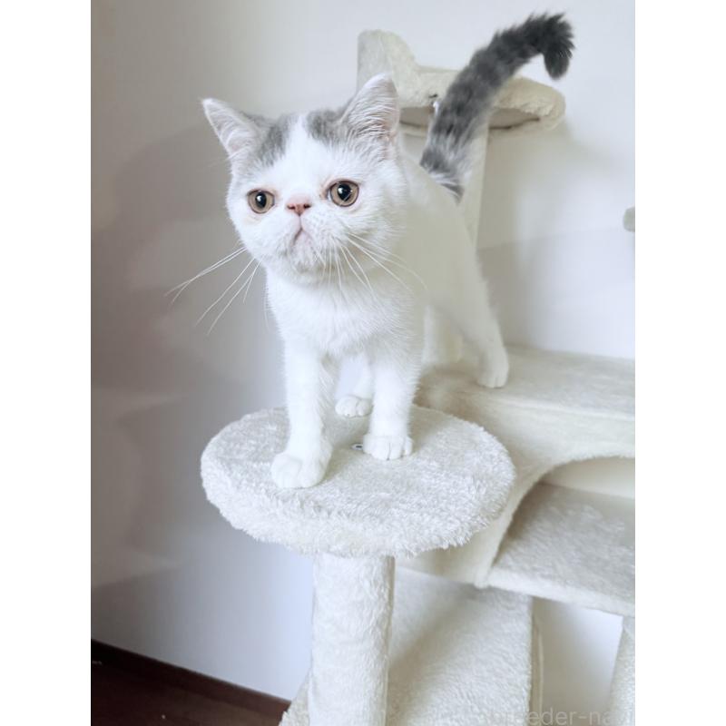 販売中の京都府のエキゾチックショートヘア-126378の3枚目