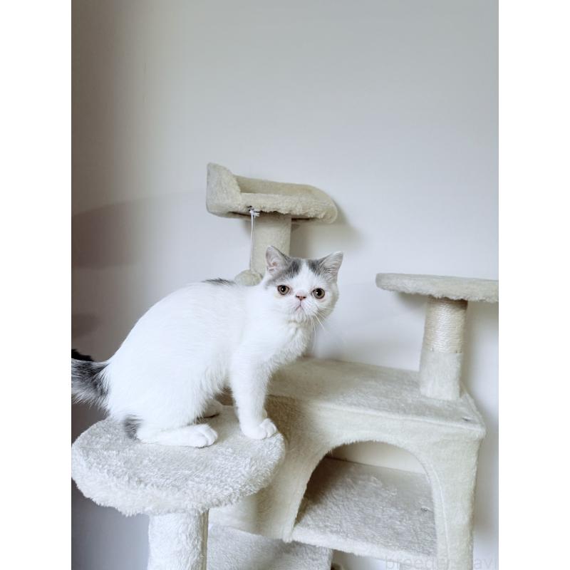 販売中の京都府のエキゾチックショートヘア-126378の2枚目