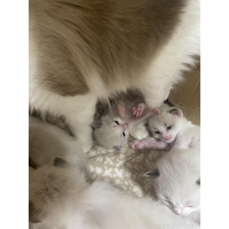 販売中の福岡県のラグドール-129613の4枚目