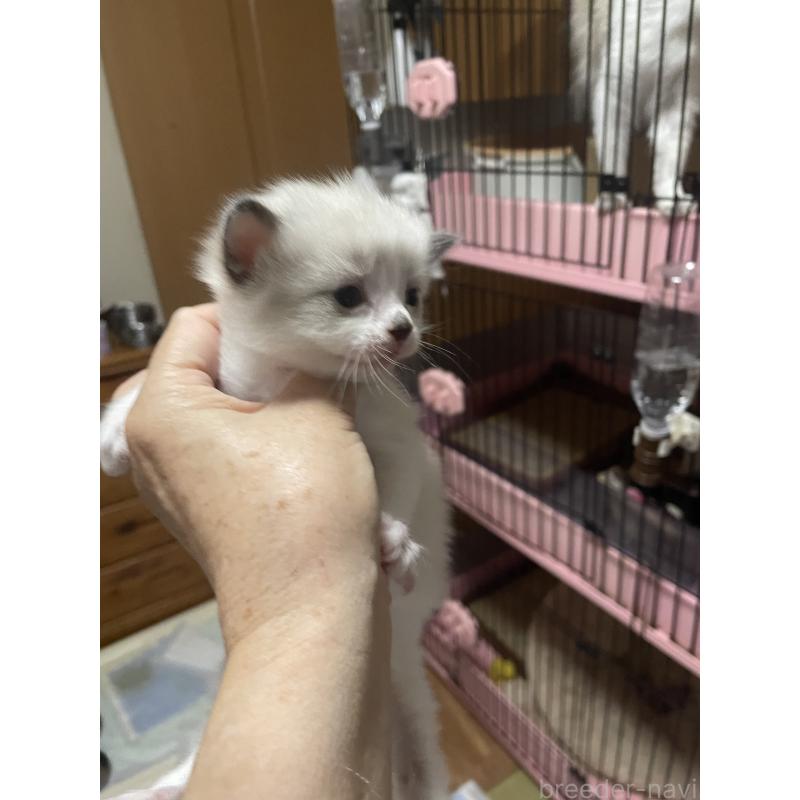 販売中の福岡県のラグドール-129613の3枚目