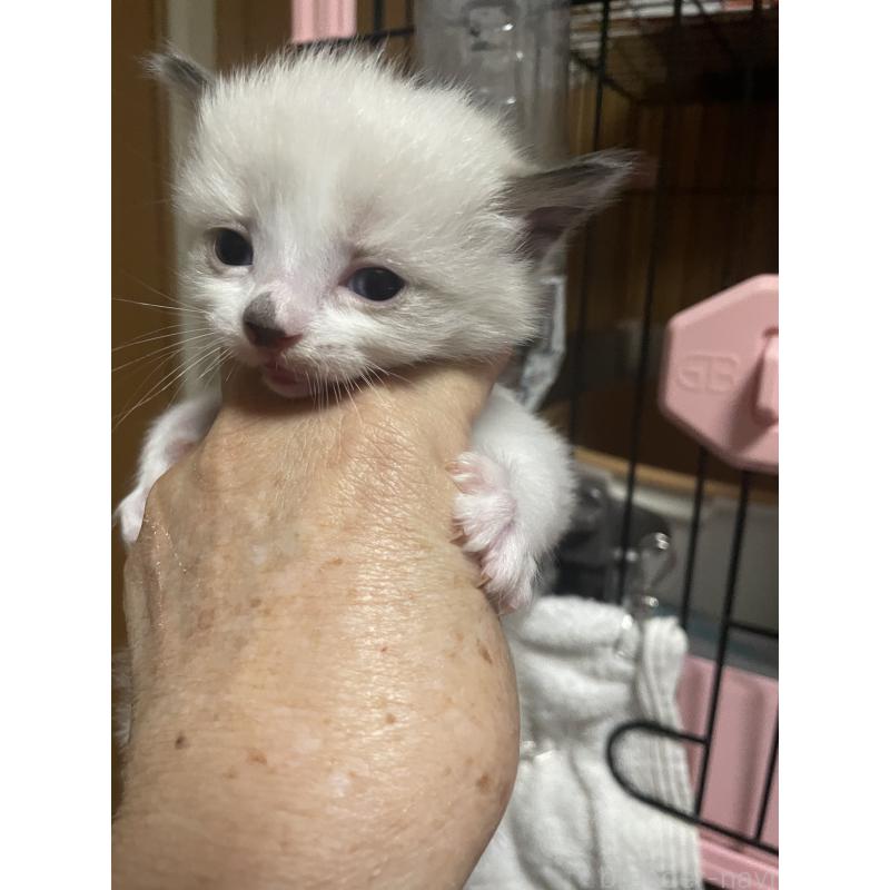 販売中の福岡県のラグドール-129613の2枚目