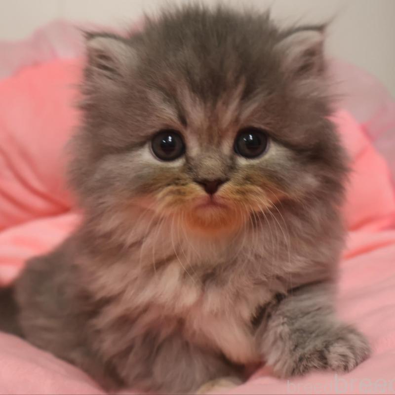 販売中の東京都のスコティッシュフォールド-130784の1枚目