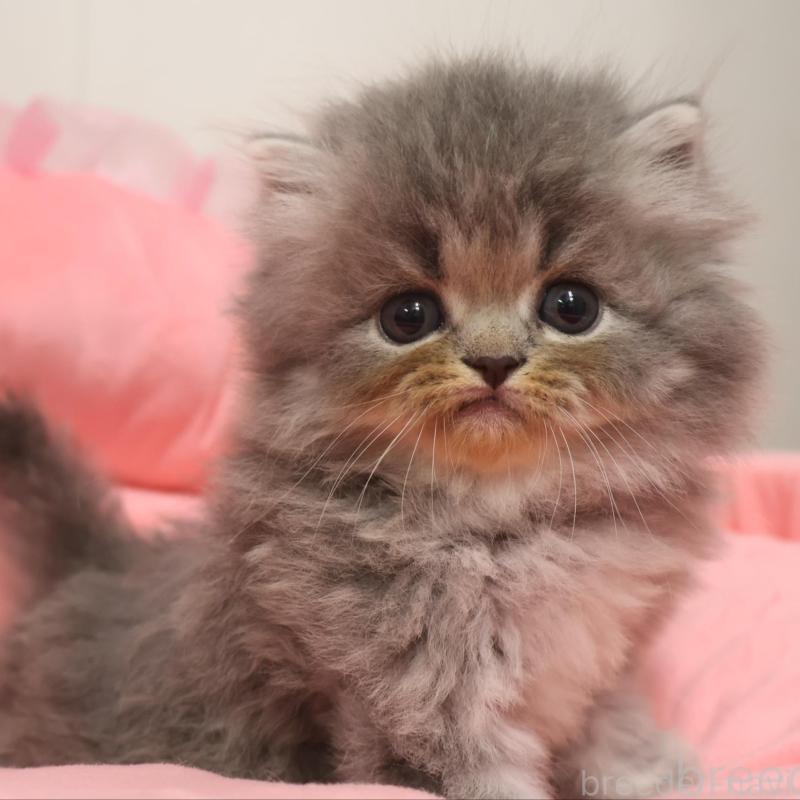 販売中の東京都のスコティッシュフォールド-130785