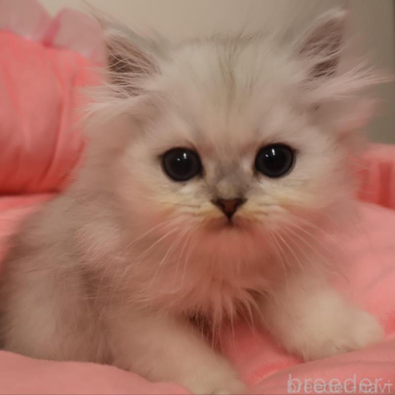 販売中の東京都のペルシャ(チンチラ)-130786