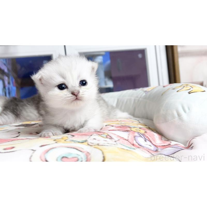 販売中の千葉県のペルシャ(チンチラ)-130787の5枚目