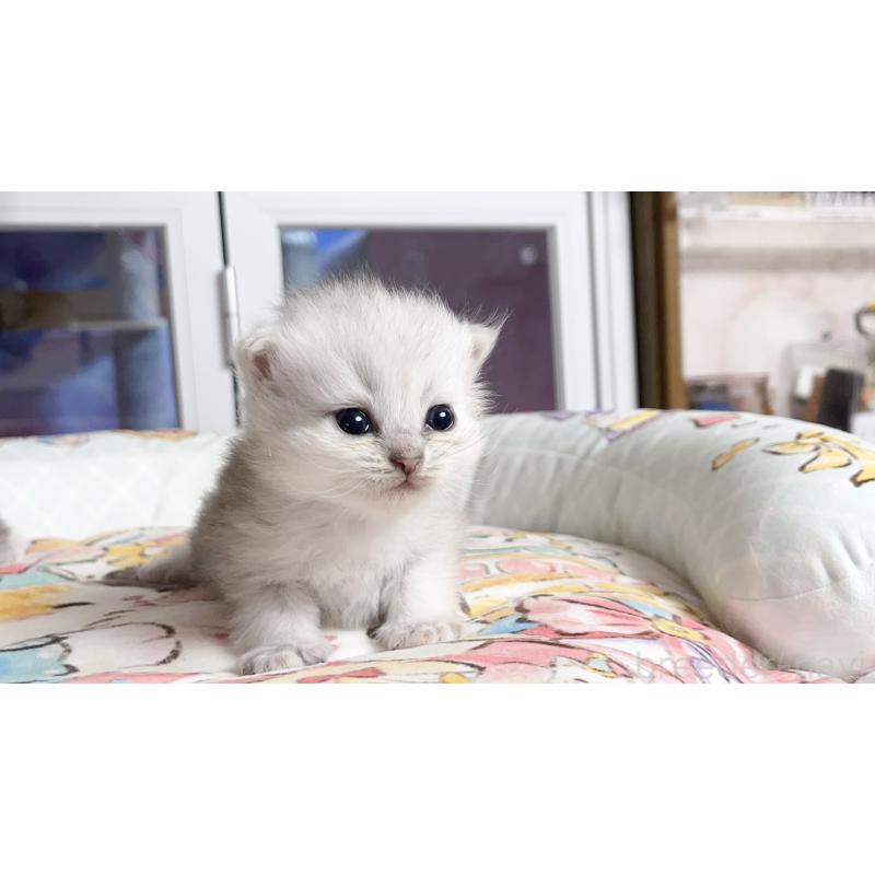 販売中の千葉県のペルシャ(チンチラ)-130787の4枚目